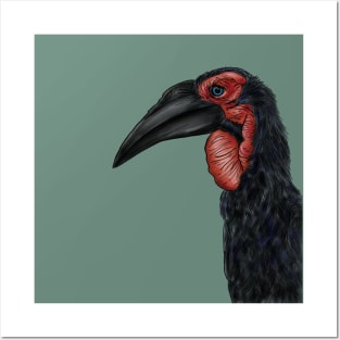 Southern Ground Hornbill Illustration Posters and Art